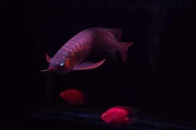 古典紫羅蘭龍魚怎么養（關于古典紫羅蘭龍魚的問題）