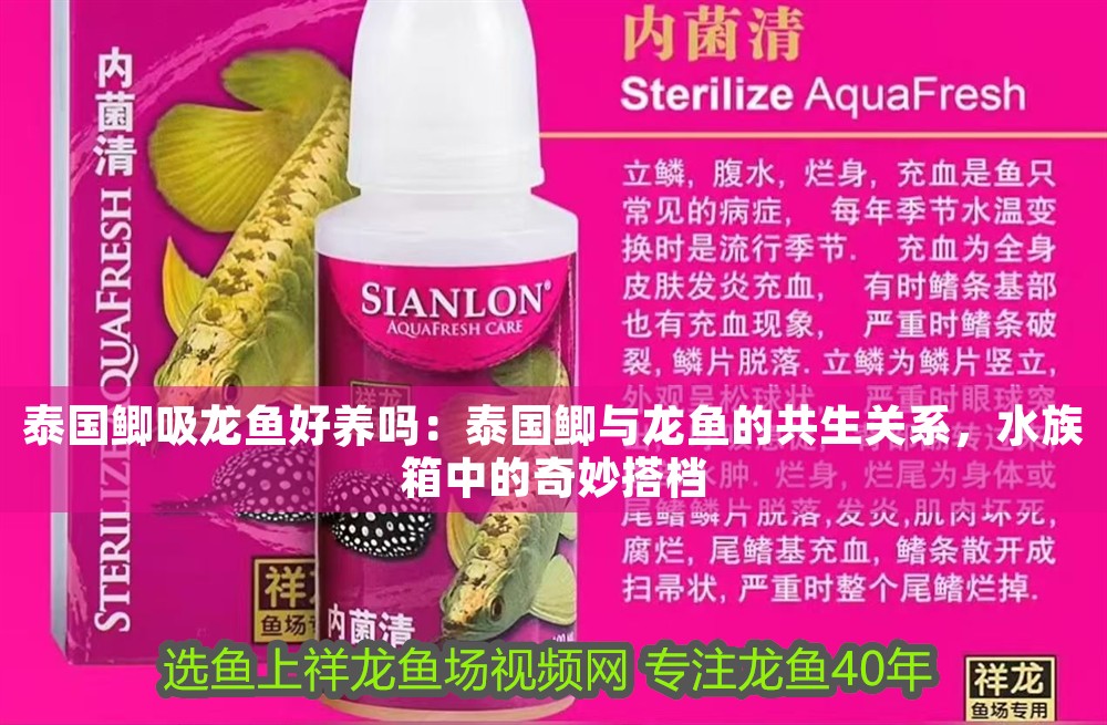 泰國鯽吸龍魚好養嗎：泰國鯽與龍魚的共生關系，水族箱中的奇妙搭檔