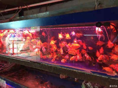 西寧觀賞魚批發市場：西寧觀賞魚市場
