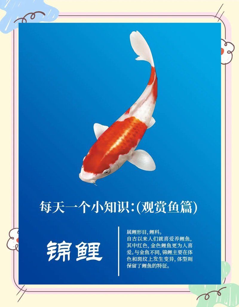 錦鯉生小魚兆頭是什么