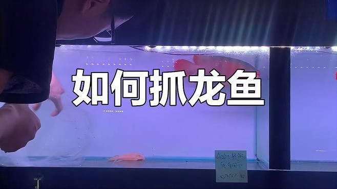 龍魚在魚缸如何撈出來