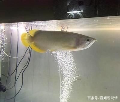 龍魚哪里買好點(diǎn)的：購買龍魚時可以選擇線上購買或線下購買或線下購買