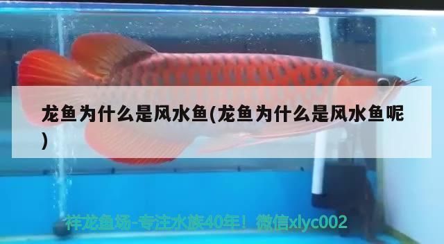 龍魚屬于風水魚嗎為什么：泰國文化中龍魚的象征意義