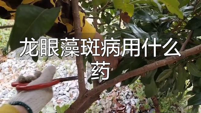 龍魚吃什么最好消化食物：關于龍魚最佳食物的一些信息