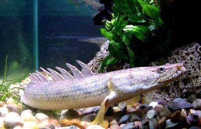 龍魚離開水可以活多久啊：龍魚離開水后的存活時間