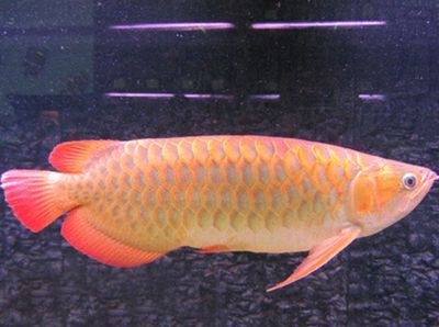 龍魚離開水可以活多久啊：龍魚離開水后的存活時間