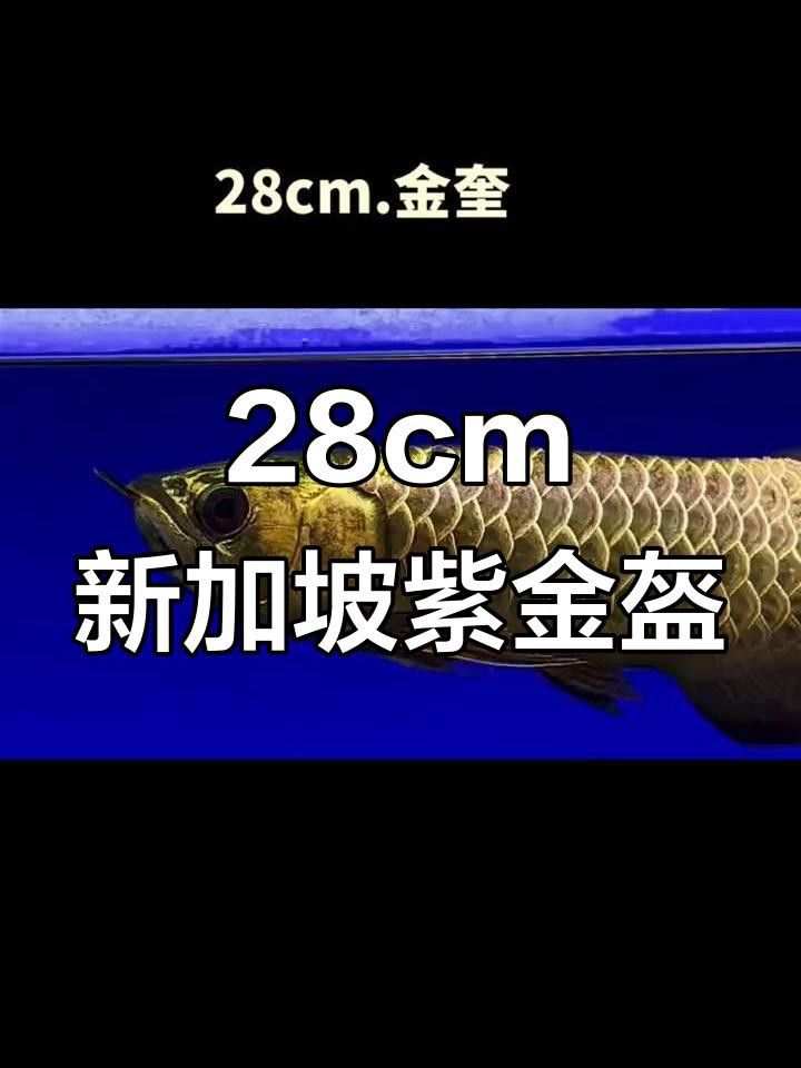 如何保養和維護24K過背金龍？