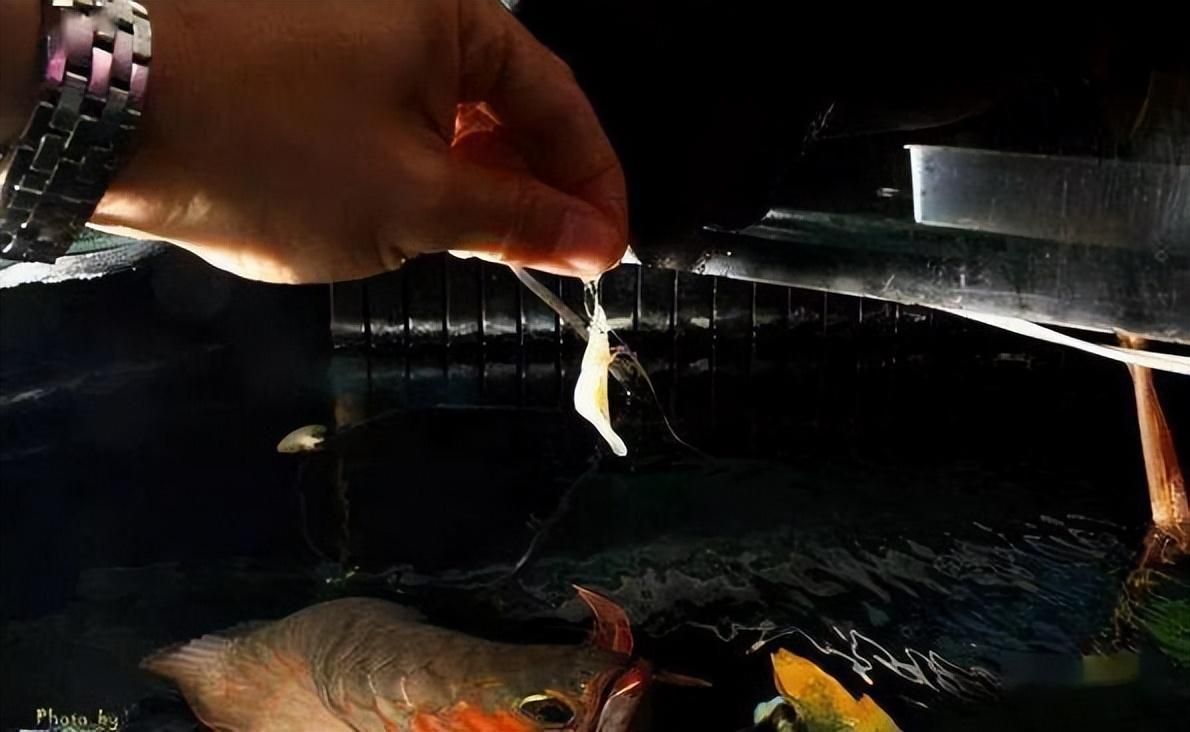 龍魚喂昆蟲好嗎怎么喂：龍魚喂昆蟲好嗎