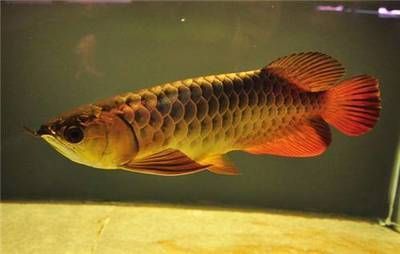 龍魚(yú)拒食一個(gè)月了怎么辦：龍魚(yú)拒食一個(gè)月了，應(yīng)該怎么處理