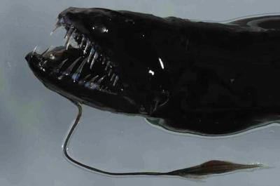 黑色龍魚長什么樣：黑色龍魚是一種獨特顏色變化和美麗鰭色的淡水魚