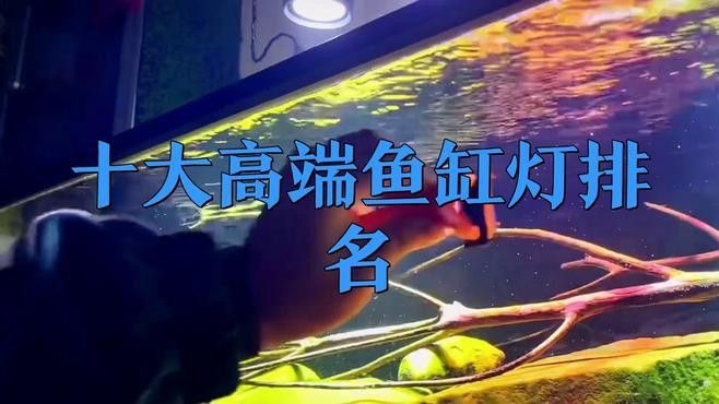 過背金龍缸中哪些燈管品牌好？