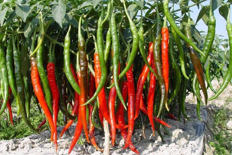 辣椒照片100張圖