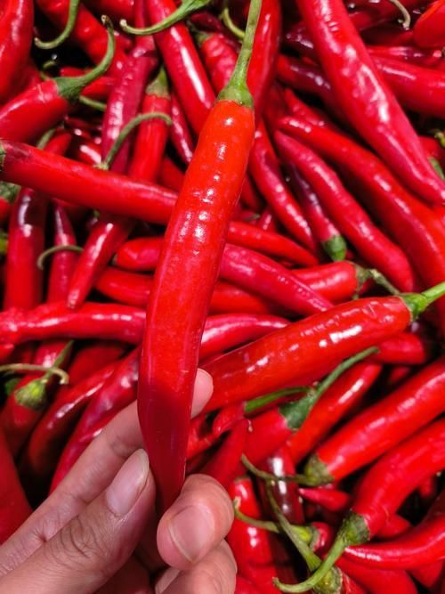 辣椒照片100張圖
