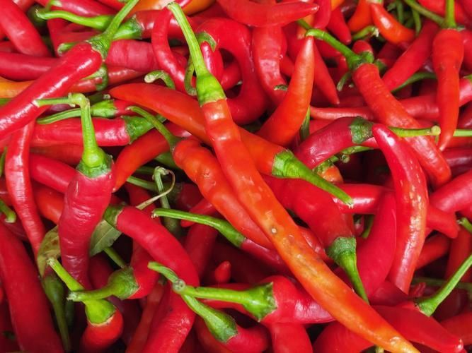 辣椒照片100張圖