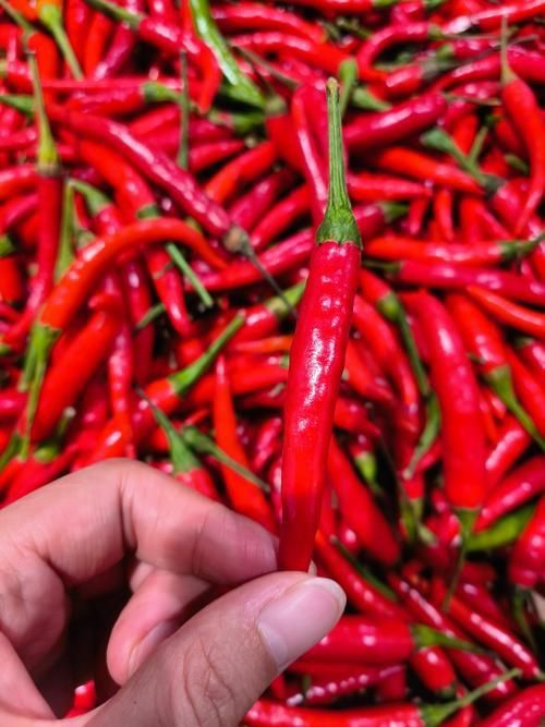 辣椒照片100張圖