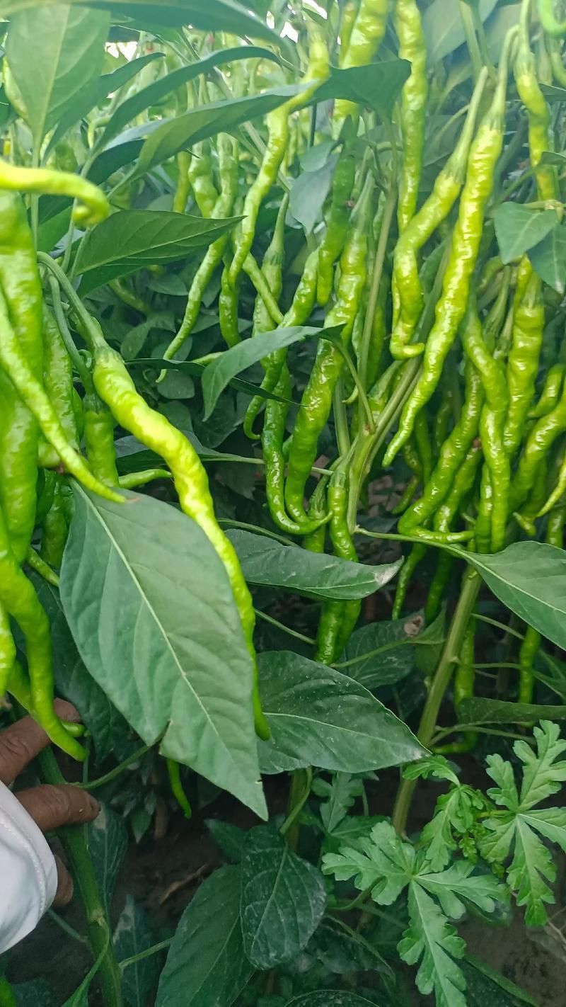 辣椒照片100張圖