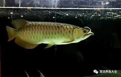 龍魚可以和烏龜混養嗎:龍魚可以與烏龜混養嗎? 龍魚百科 第5張 龍魚可以和烏龜混養嗎:龍魚可以與烏龜混養嗎? 龍魚可以和烏龜混養嗎:龍魚可以與烏龜混養嗎? 龍魚百科 第5張