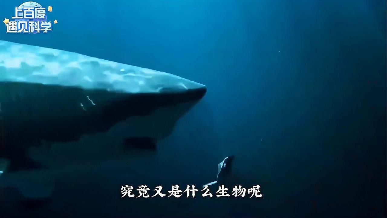 哪種鯊魚最厲害