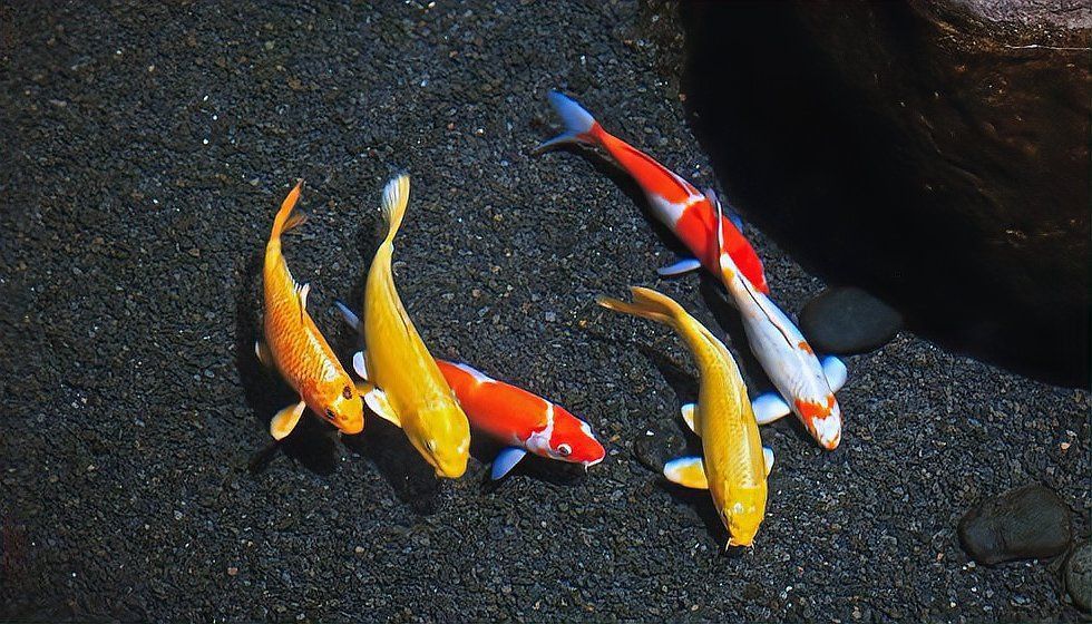 龍魚死亡后多久會有財運變化？