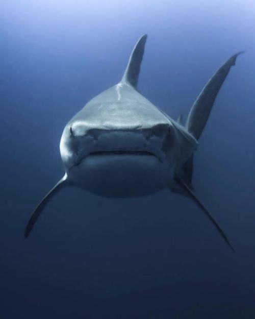 納克鯊魚圖片