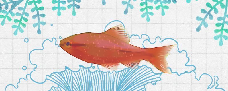 帝王三間魚水質(zhì)管理方法（帝王三間魚的水質(zhì)管理）
