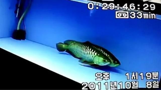 金龍魚產(chǎn)卵過(guò)程