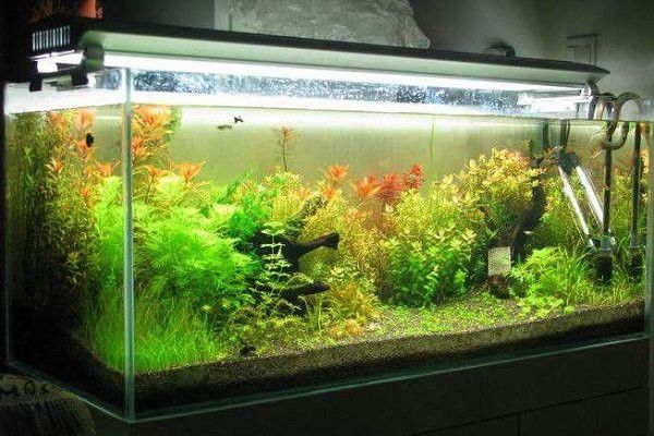 西龍魚缸廠家代理加盟