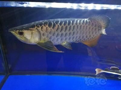 50公分龍魚（50公分的龍魚體長已經達到了許多龍魚品種的成年體型）