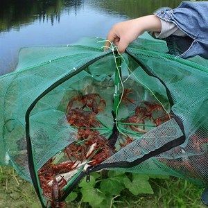 龍魚喂鮮蝦還是凍蝦好：喂食鮮蝦還是凍蝦給龍魚時，我們需要考慮幾個關鍵因素