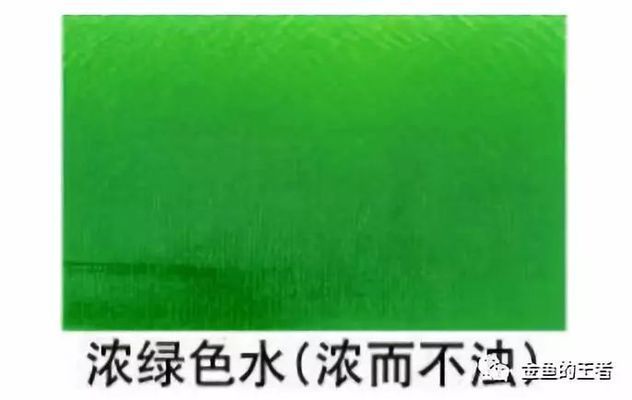 水族論壇辨別技巧分享：水族論壇識別技巧分享