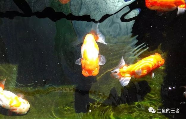 水族論壇辨別技巧分享：水族論壇識別技巧分享