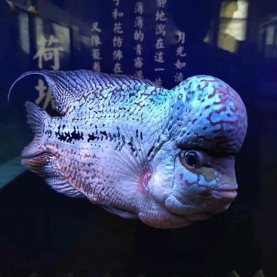 怎么克服龍魚怕光的情緒呢：龍魚克服怕光的情緒，通過以下幾個步驟來實施解決方案