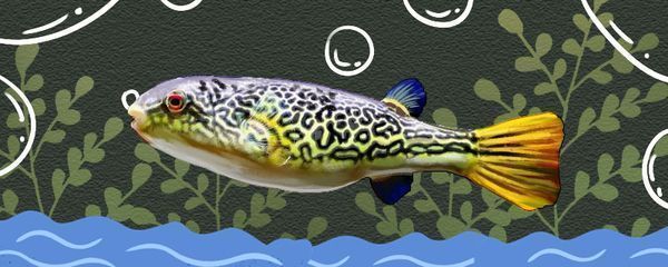 怎么克服龍魚怕光的情緒呢：龍魚克服怕光的情緒，通過以下幾個步驟來實施解決方案 怎么克服龍魚怕光的情緒呢：龍魚克服怕光的情緒，通過以下幾個步驟來實施解決方案 龍魚百科 第4張
