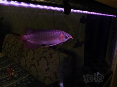 給龍魚清理魚缸的魚叫什么：水族館中常被稱為“清潔工”