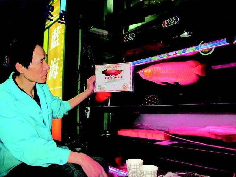 金龍魚一個月吃多少錢（養(yǎng)金龍魚一個月的費(fèi)用大致在幾百到上千元之間）