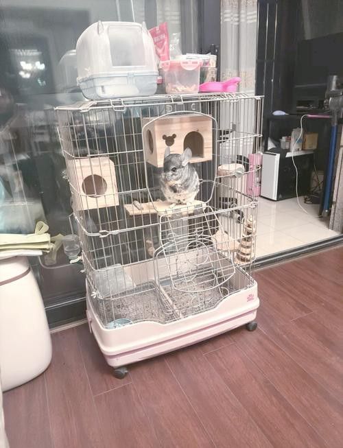 如何預(yù)防龍貓和貓再次打架？