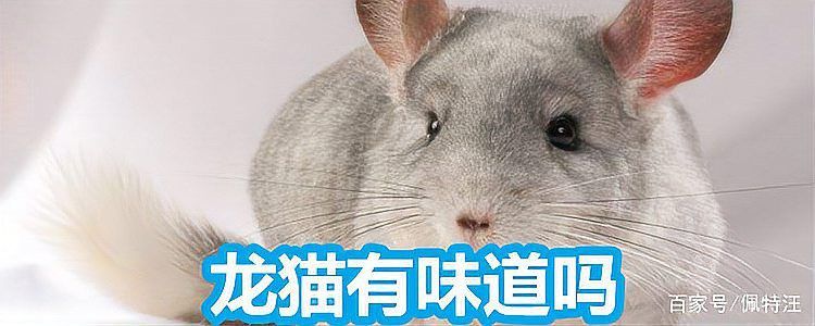 如何預防龍貓和貓再次打架？ 如何預防龍貓和貓再次打架？ 龍魚百科 第12張