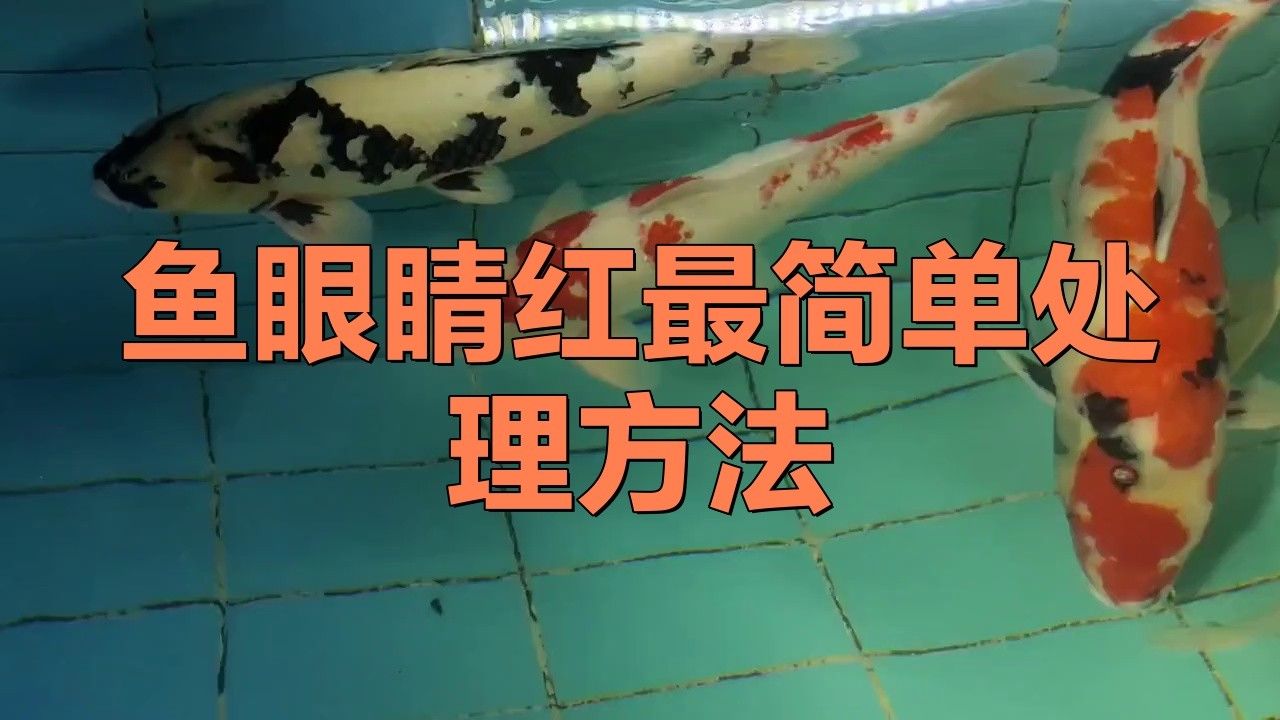 龍魚眼充血怎么治 龍魚眼充血怎么治 龍魚百科 第6張