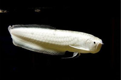 黑龍魚的照片和相關信息,黑龍魚照片和相關信息：黑龍魚照片和相關信息,