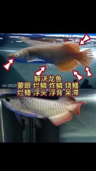 龍魚蒙眼最好治療方法是什么圖片
