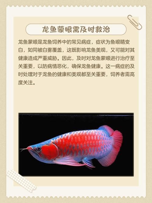 龍魚蒙眼最好治療方法是什么圖片