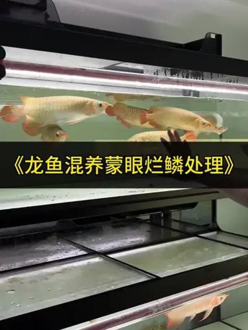 龍魚蒙眼最好治療方法是什么圖片