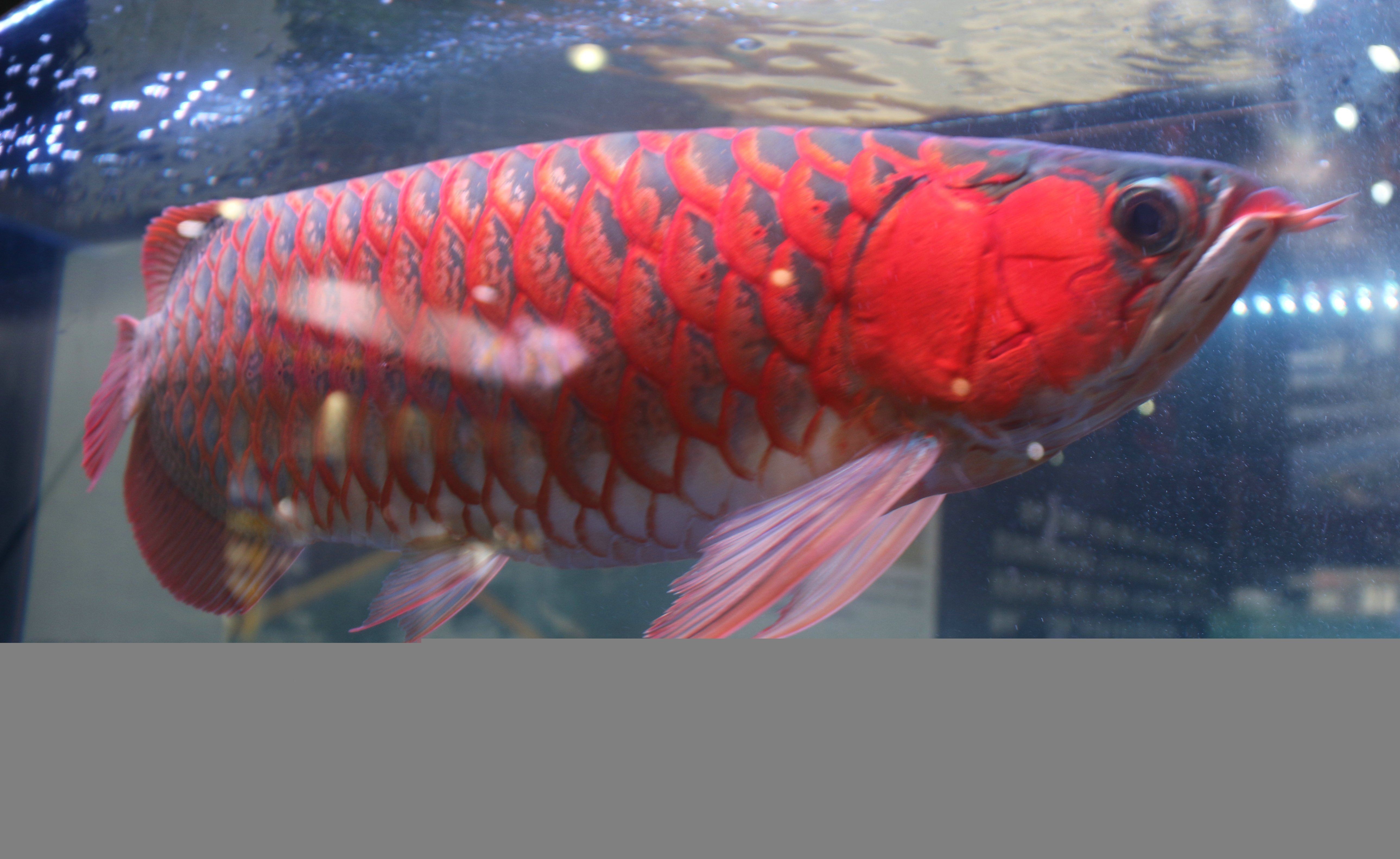 紅龍魚吃什么食物長得快（小紅龍魚怎么養長得快）