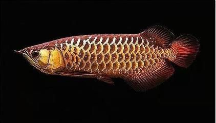 龍魚(yú)哪個(gè)品種最兇：最兇猛的龍魚(yú)品種，炮彈頭過(guò)背金龍魚(yú)，深海龍魚(yú)的捕食技巧