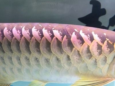 金龍魚魚眼有白物是什么東西：金龍魚魚眼出現白物是什么原因引起的是什么原因引起的