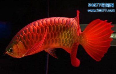 世界最貴紅龍魚多少錢：世界上最貴的紅龍魚價格曾經達到了500萬人民幣
