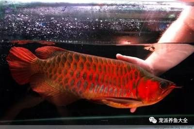 福龍龍魚（關于福龍魚的那些不為人知的秘密）