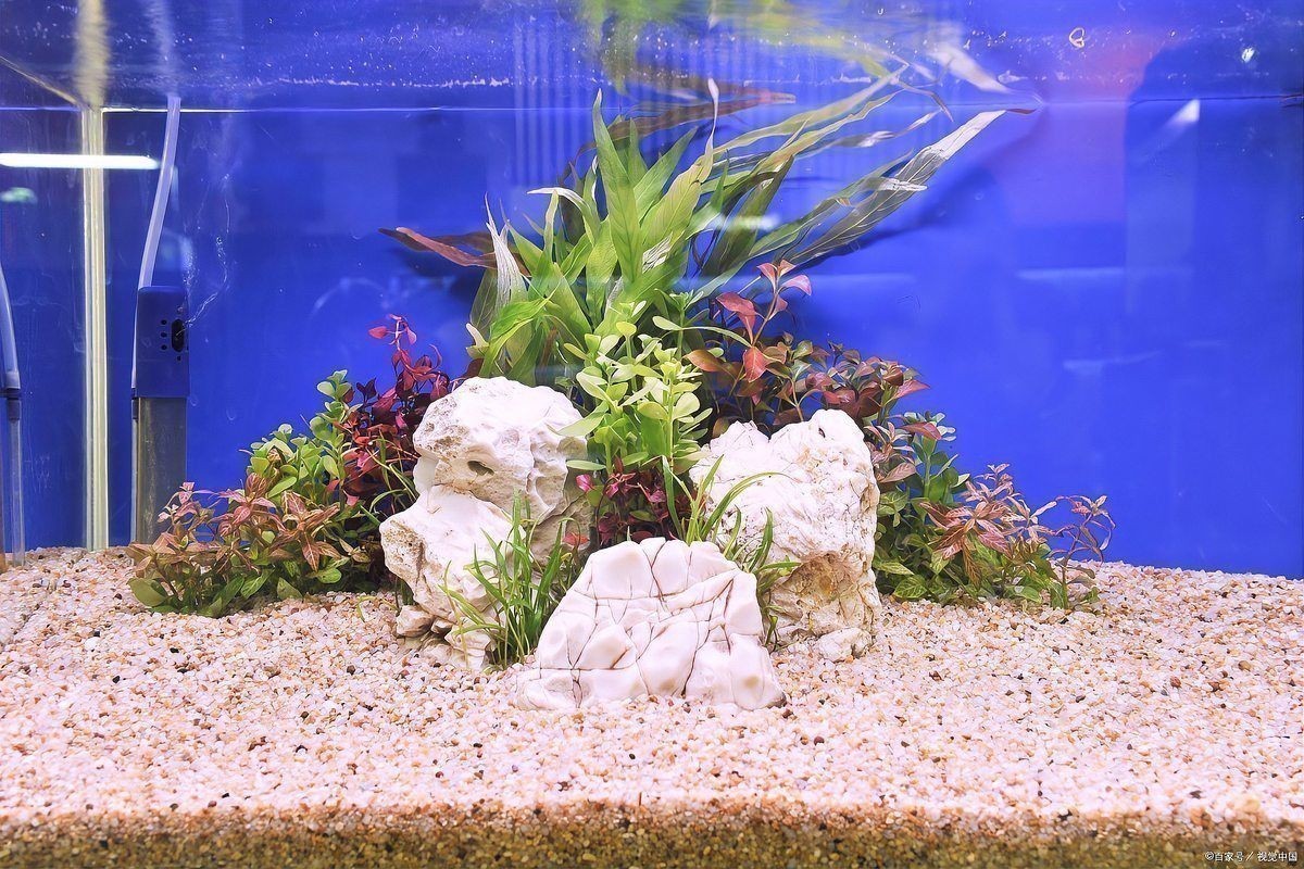 如何預防魚缸細菌感染？