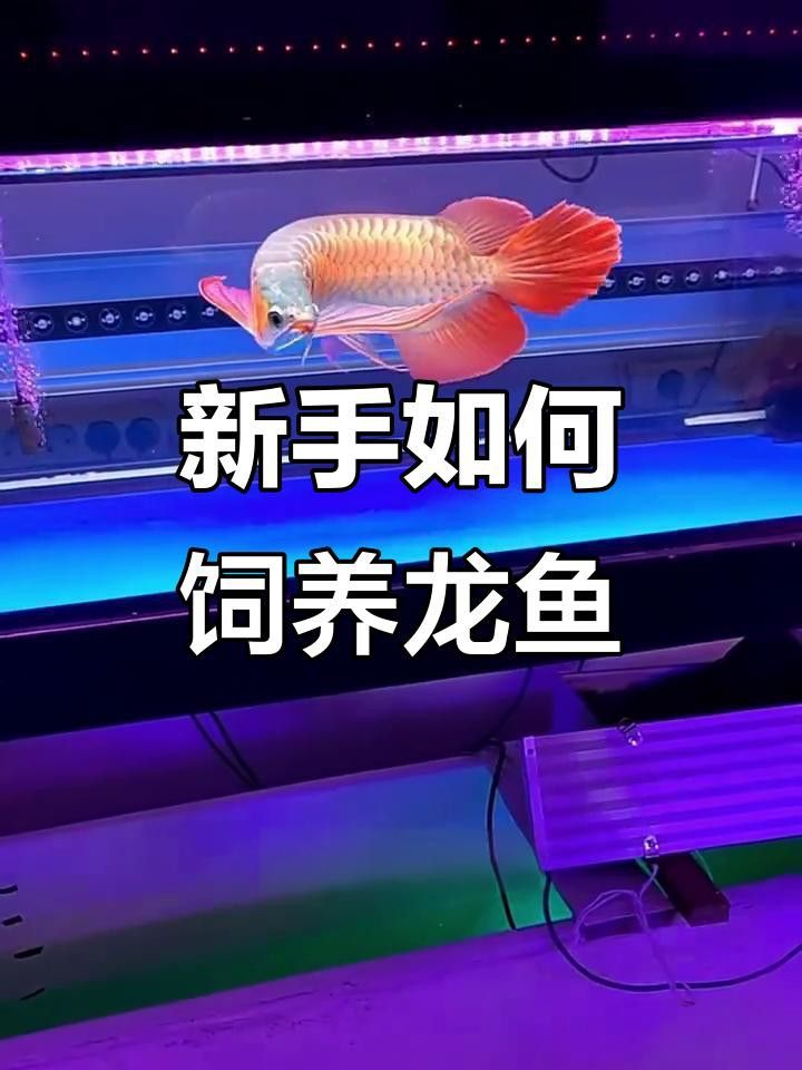 如何飼養(yǎng)帝龍火神龍魚？