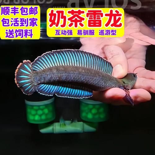 藍帆雷龍魚